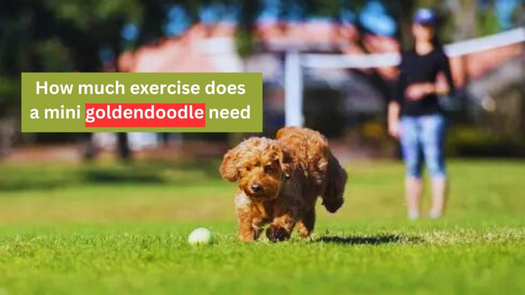 how much exercise does a mini goldendoodle need 