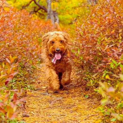 mini goldendoodle exercise